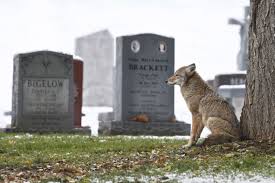 pet cemetery